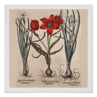 Vintage Botanical Print    Flower Bulbs