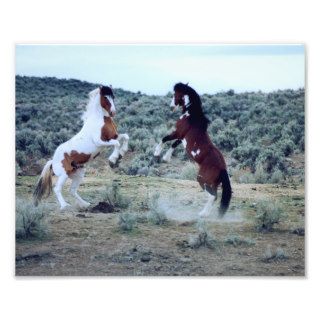 Dualing Wild Mustangs  Horse Battle Photograph