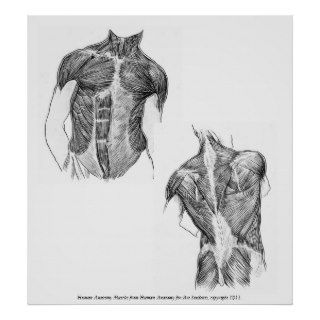 Vintage   Human Anatomy Muscles Poster