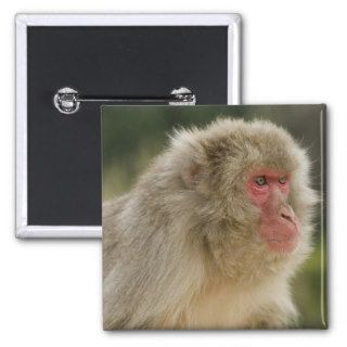 Japanese Macaque Macaca fuscata), also known Button