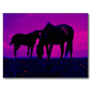 Horse & Filly Postcard
