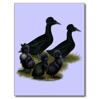 Black Crested Duck Family Postcards