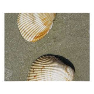 Scallop Shells Posters