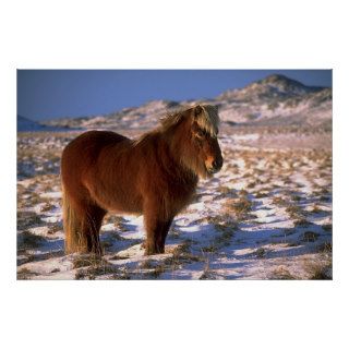 Icelandic Horse In Winter Posters