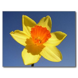 Daffodil Against Blue Sky Post Card