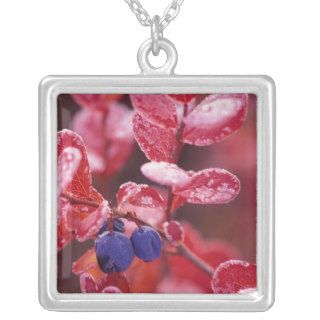 NA, USA, Alaska, Denali NP, Blue berries in Personalized Necklace