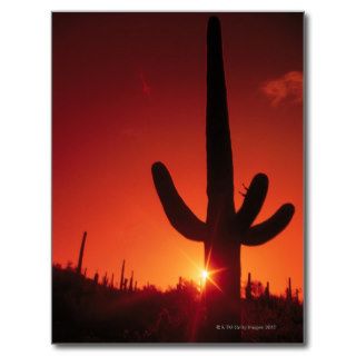 Silhouette of cactus at dusk , Saguaro National Post Card