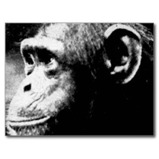 Black and White Chimpanzee Post Cards