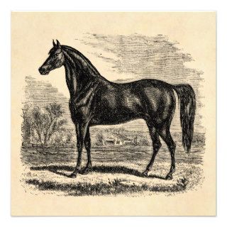 Vintage 1800s Horse   Morgan Equestrian Template Personalized Invitations