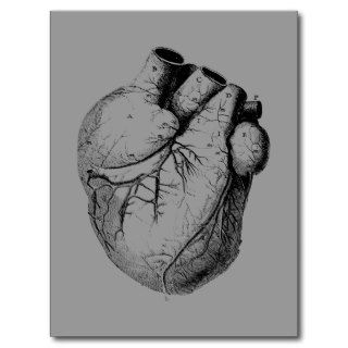 Anatomically Correct Heart Post Card