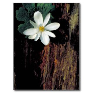 Bloodroot Wildflowers (B) Postcards