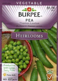 Burpee 51847 Heirloom Pea Thomas Laxton Seed Packet  Vegetable Plants  Patio, Lawn & Garden