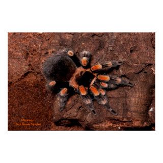 Mexican Red Knee Spider / Poster