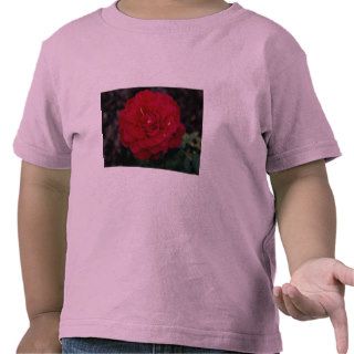Beautiful Hybrid Tea Rose 'Mister Lincoln' Tshirts