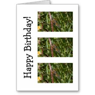 Dragonfly in the Weeds; Happy Birthday Greeting Cards