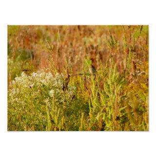 Prairie Grasses and Savannah Sparrow Print