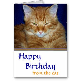 Grumpy Tabby Cat  Birthday Card