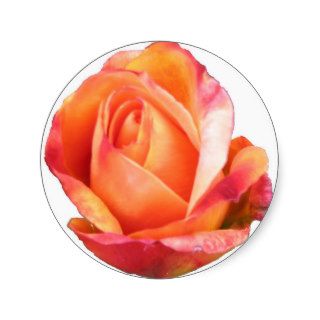 Amber Sunblaze Miniature Rose Sticker