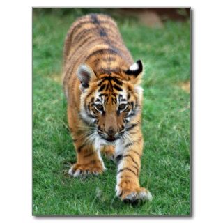 A cute baby tiger postcards