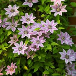 Clematis Nelly Moser Dormant Plant (Pack of 1) 70341