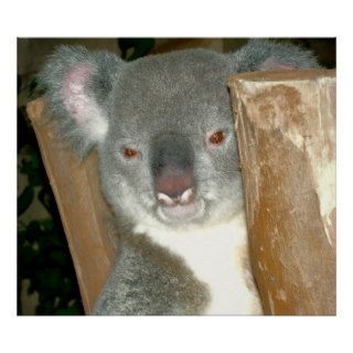 Koala Bear Print