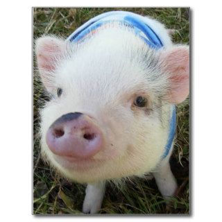 Cute Pot Belly Pig Postcard