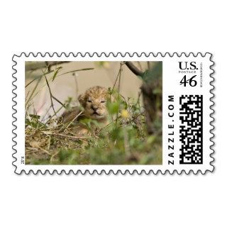 Two week old baby lion cubs with mother beside stamps