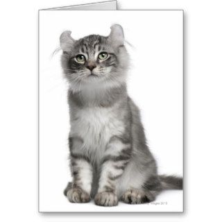 American Curl Kitten (3 months old) Greeting Card