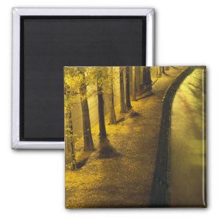 Trees Along the Seine River at Night Fridge Magnets