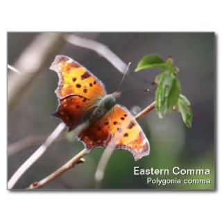 Eastern Comma Postcards