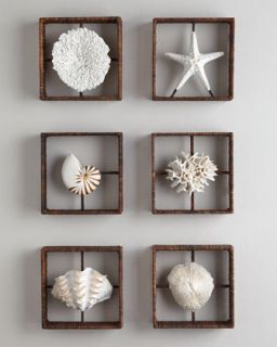 Plato Coral Shadowbox