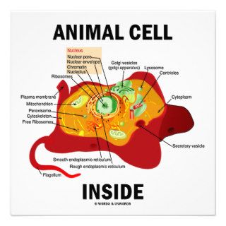 Animal Cell Inside (Eukaryote Cell Biology) Personalized Announcements
