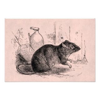 Vintage 1800s Brown Barn Rat Rats Illustration Invites