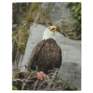 Exceptional Bald Eagle Jigsaw Puzzle