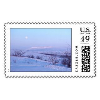 Shrub Thickets in Snow Along the Noatak River   Postage Stamp