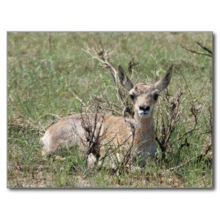 A0007 Baby Pronghorn Antelope Postcards