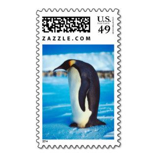 Solitary Penguin Postage