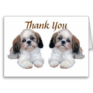 Shih Tzu Puppies Thank You Card