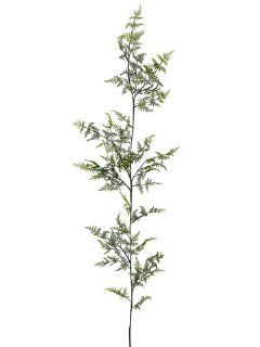 Silk Plants Direct Hanging Asparagus Fern Branch (Pack of 12)   Artificial Flowers