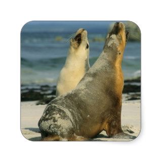 Australian Sea Lions, Neophoca cinerea), 2 Square Sticker