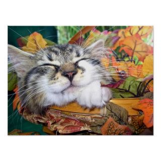 Kitty Cat Face, Fun Maine Coon Kitten,Thanksgiving Print