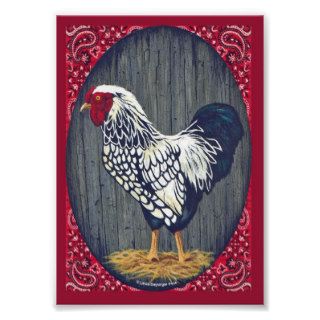 Silver Laced Wyandotte Rooster Posters