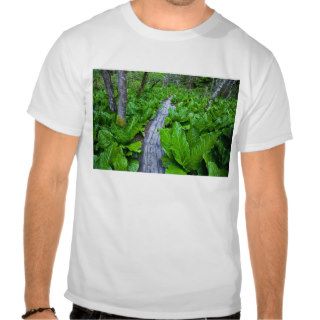 Skunk cabbage along wooden trail on the Oregon Coa T Shirts