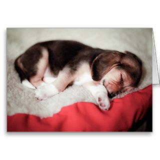 Sleeping Beagle Baby Cards