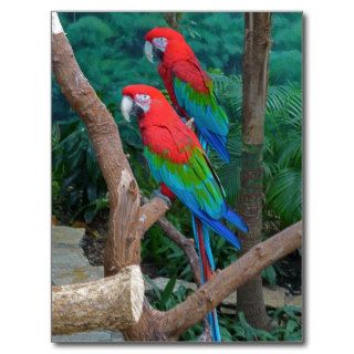 Two Red and Green Winged Macaws Ara Chloropterus Postcard