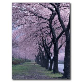 Row of cherryblossom trees post cards