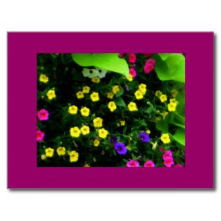 Pretty Little Colorful Flowers Post Cards