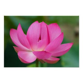 USA; North Carolina; Lotus blossom Poster
