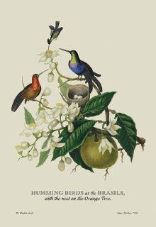 Buy Enlarge 0 587 13529 8C12X18 Humming Birds at the Brasils  Canvas Size C12X18   Prints