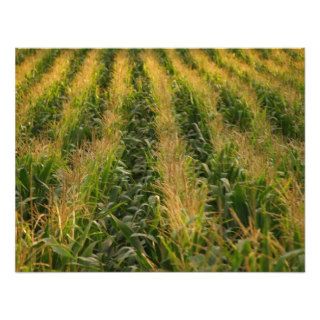 Corn field personalized invitation